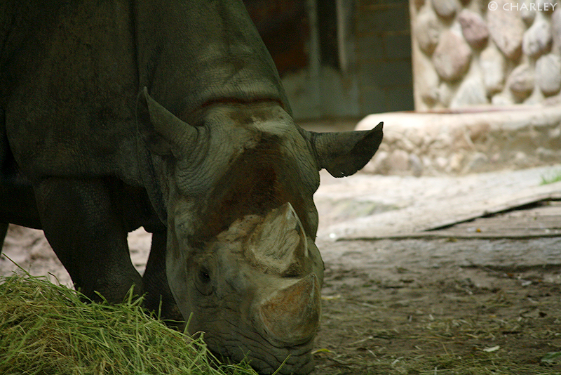 zoo-berlin2010 (112).jpg